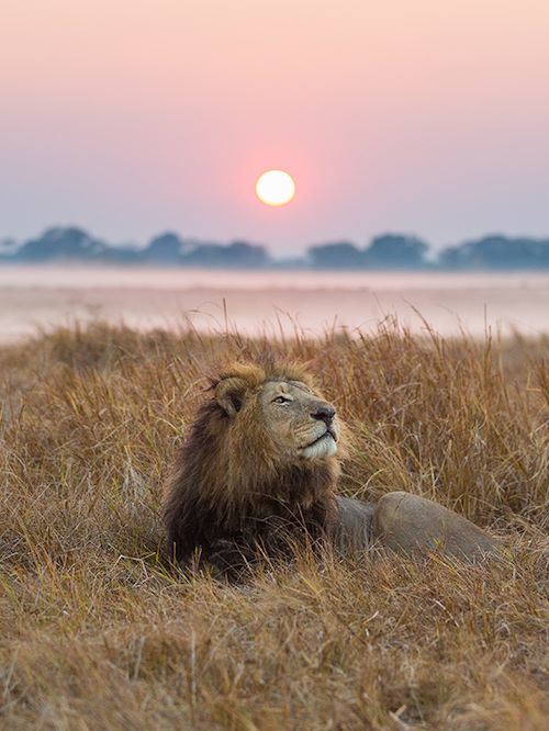 Wilderness Zambia Wildlife Lion