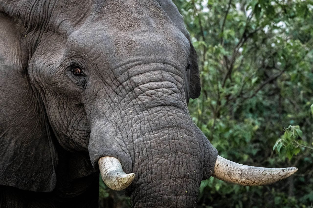Wilderness Linyanti Tented Camp Impact Purpose