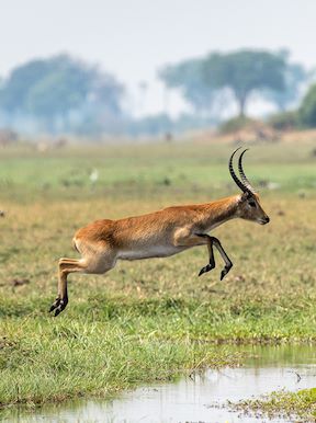 Wilderness Botswana Okavango Wildlife Lechwe