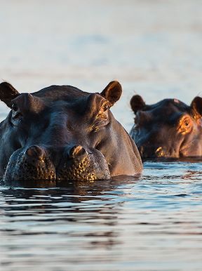 Wilderness Dumatau Botswana Wildlife Hippo