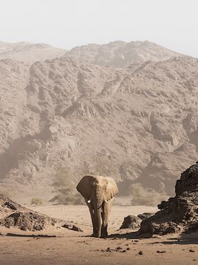 Wilderness Namibia Wildlife Desert Elephant