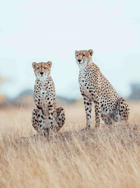 Wilderness Davisons Zimbabwe Wildlife Cheetah