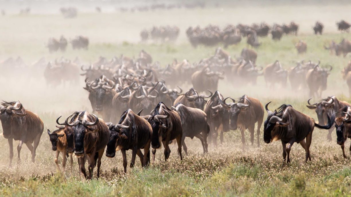 Wilderness Usawa Tannzania The Great Wildebeest Migration