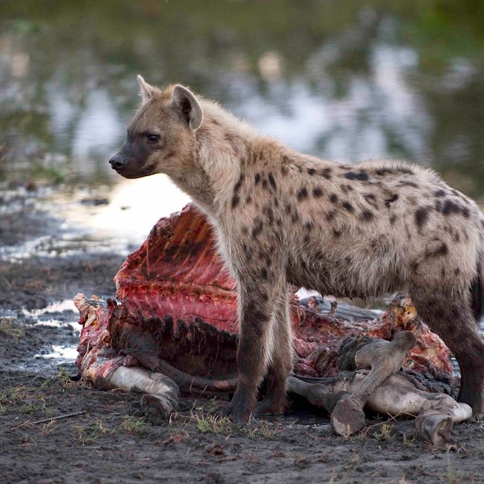 Wilderness Kwetsani Botswana Wildlife Spotted Hyena