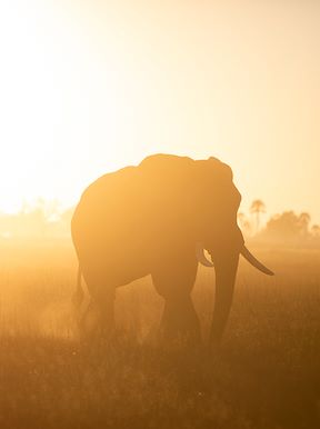 Wilderness Jao Wildlife Elephant