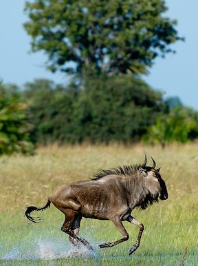 Wilderness Kwetsani Botswana Wildlife Wildebeest