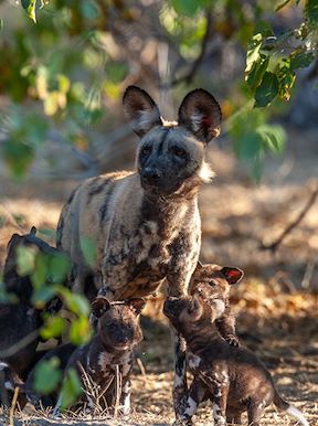 Wilderness Chitabe Lediba Wildlife Wild Dog