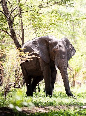 Wilderness Davisons Zimbabwe Wilderness Elephant