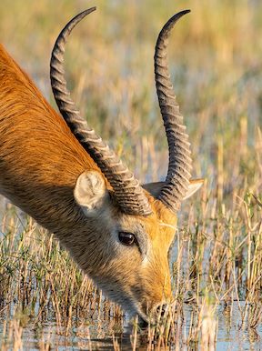 Little Vumbura Botswana Wildlife Lechwe