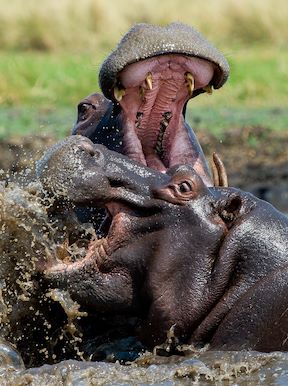 Wilderness Busanga Bush Camp Zambia Wildlife Hippos Fighting
