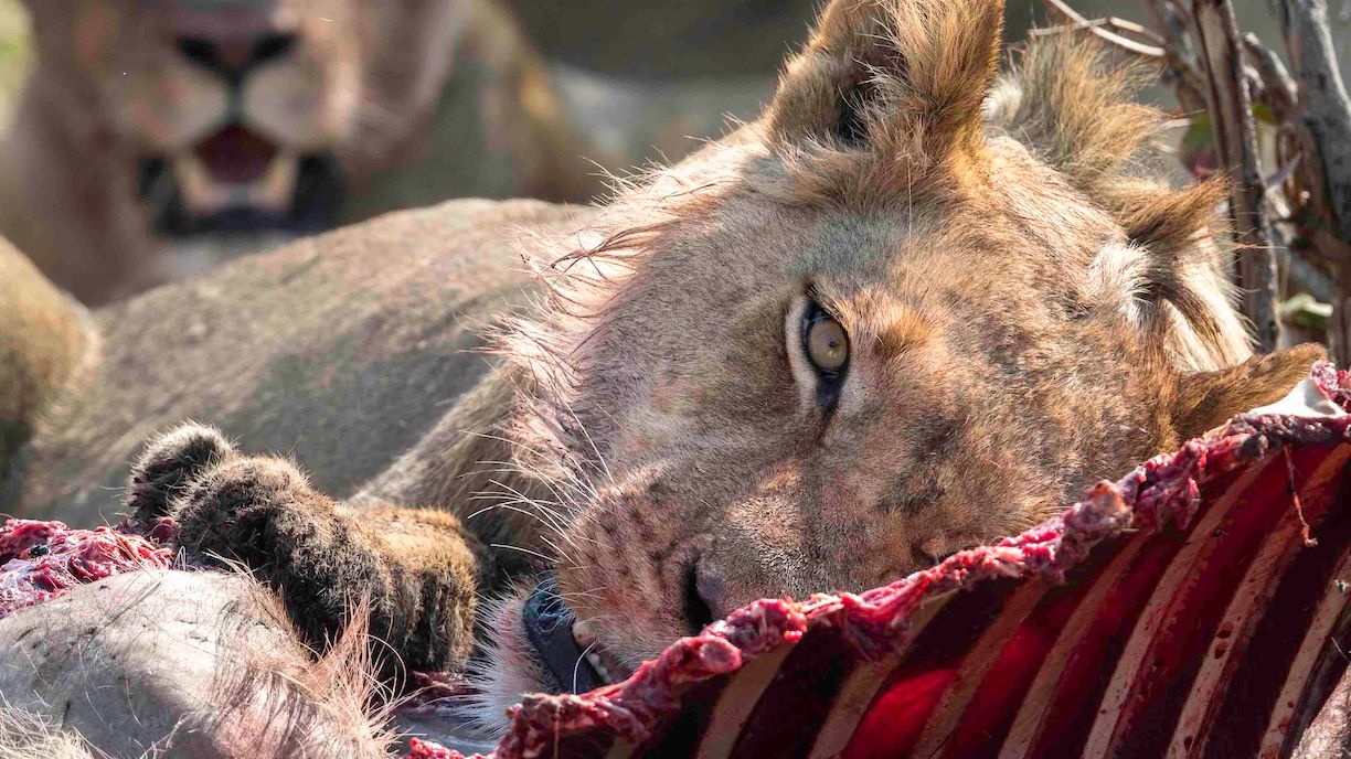 Wilderness Wildlife Lions On A Kill