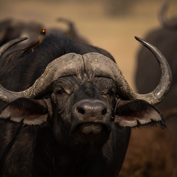 Wilderness Chitabe Lediba Gallery Wildlife Buffalo