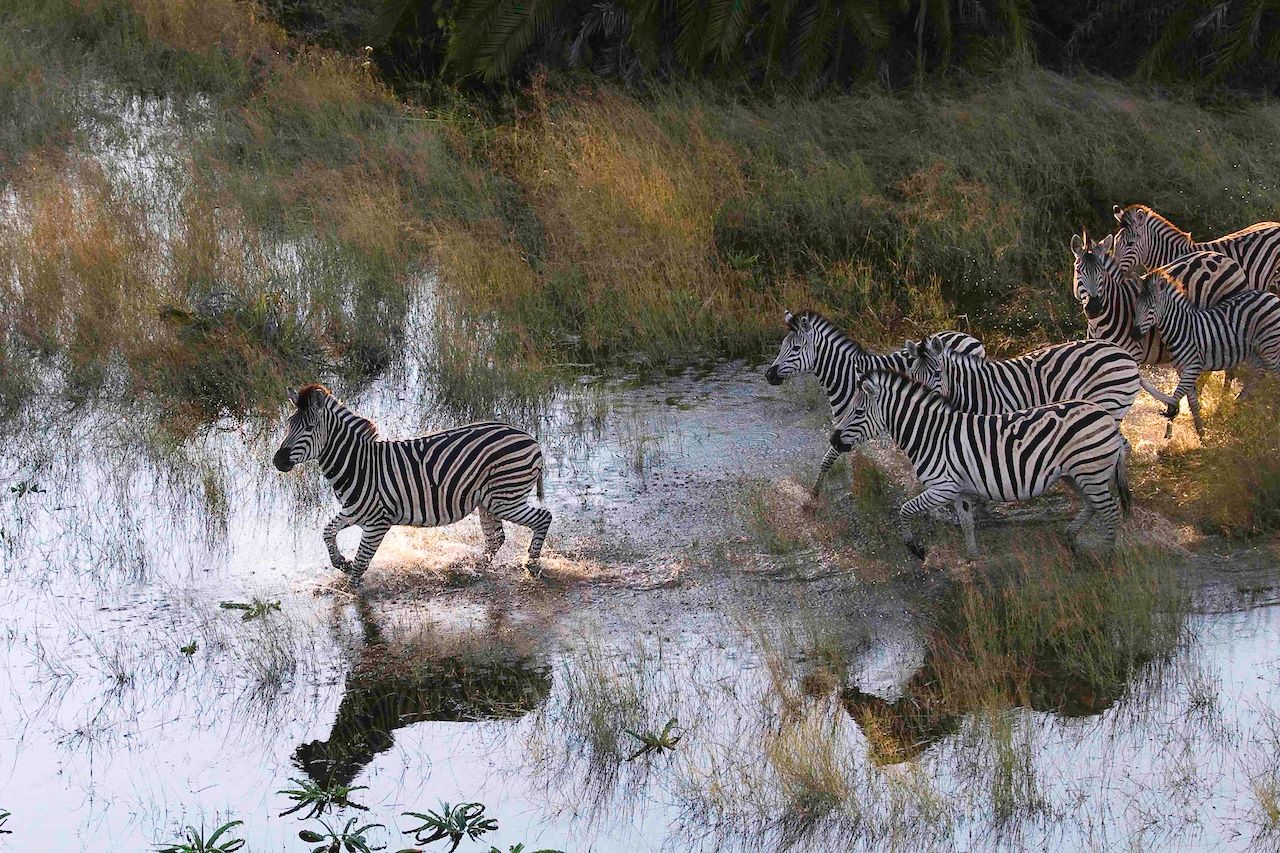 Wilderness Kwetsani Botswana Floodplains Area
