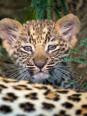 Little Tubu Botswana Wildlife Leopard Cub