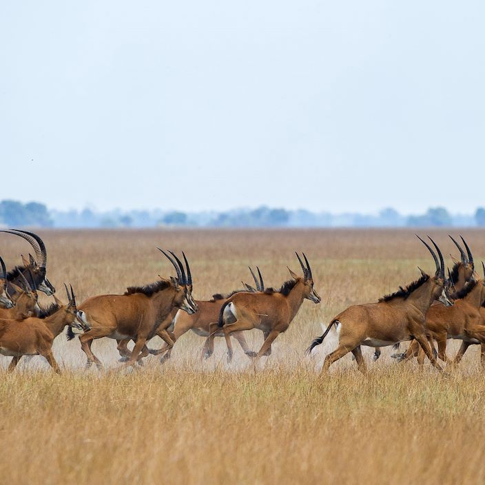 Wilderness Shumba Zambia Roan Antelope