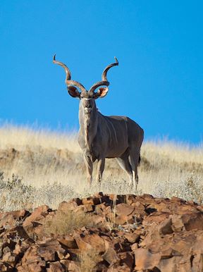 Doro Nawas Camp Namibia Wildlife Kudu