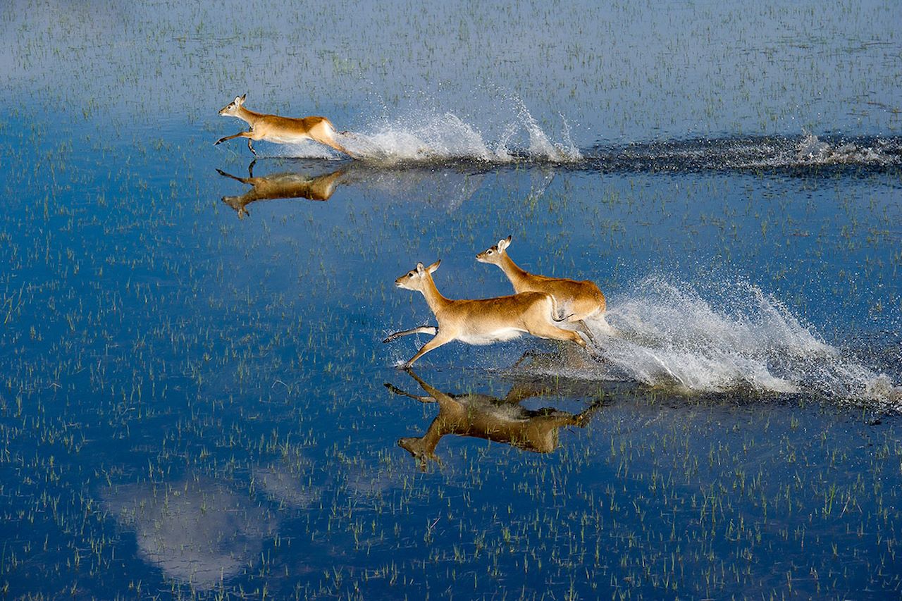 Little Tubu Botswana Lechwe running through water