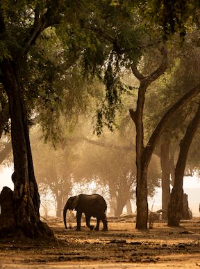 safari i zimbabwe