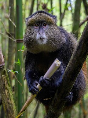 Wilderness Rwanda Wildlife Golden Monkey