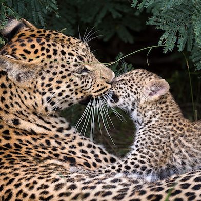 Little Tubu Botswana Wildlife Leopard and cub