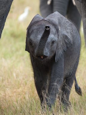 Little Vumbura Botswana Wildlife Elephant