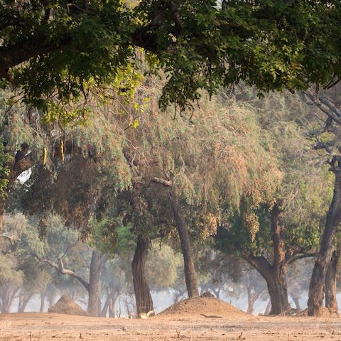 Wide angle view of albida forest trees