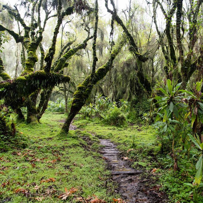 Wilderness Sabinyo Rwanda Gallery Walking Trail
