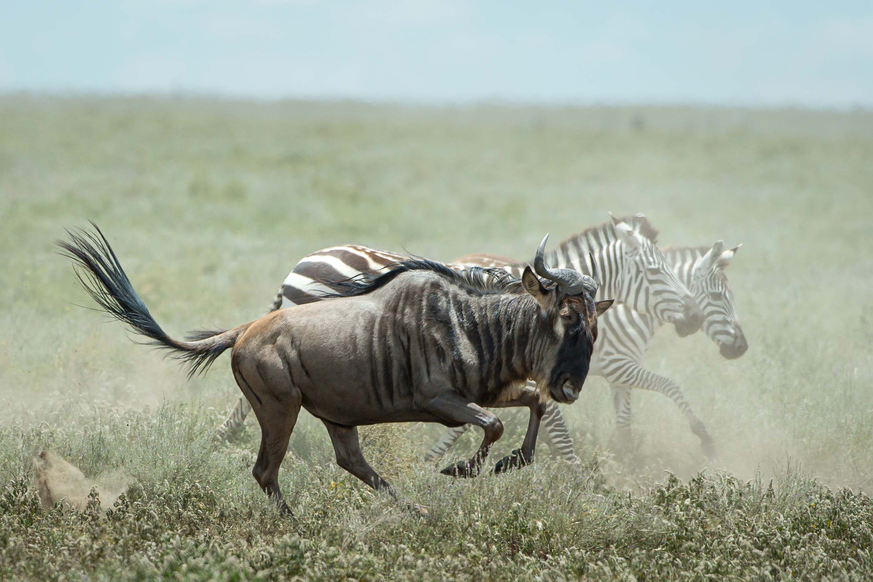 Wilderness opens camp in the Serengeti