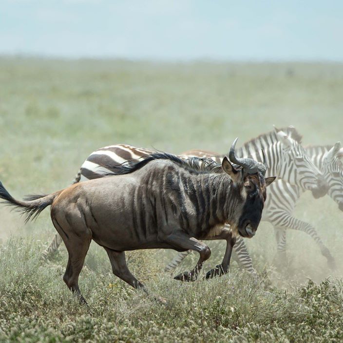 Wildebeest + Zebra migrate the Serengeti Wilderness Usawa