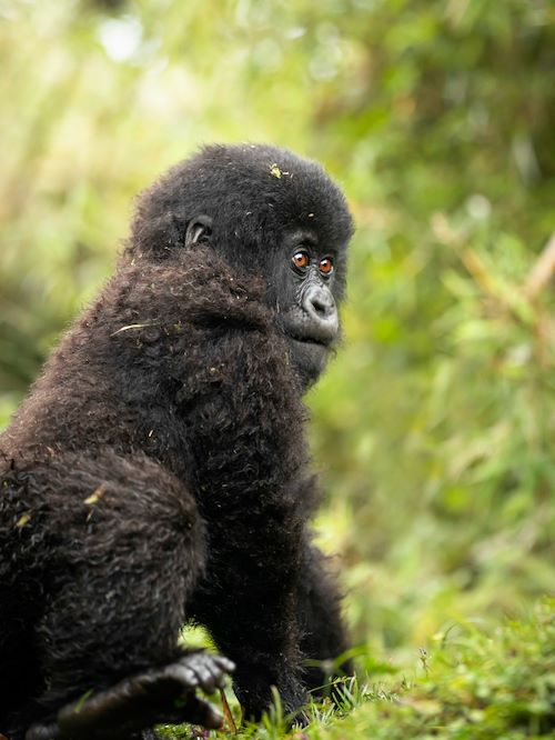 Wilderness Bisate Rwanda Wildlife Gorilla