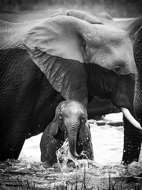 Wilderness Botswana Linyanti Wildlife Elephant