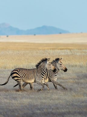 Wilderness Serra Cafema Namibia Wildlife Zebra