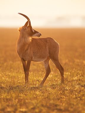 Wilderness Zambia Wildlife Roan