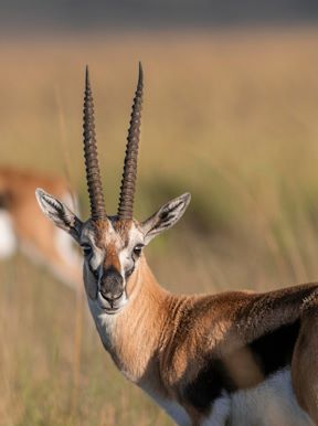 Tanzania Thompson Gazelle Wilderness Usawa Serengeti