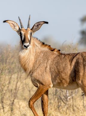 Wilderness Linyanti Tented Camp Botswana Wildlife Roan