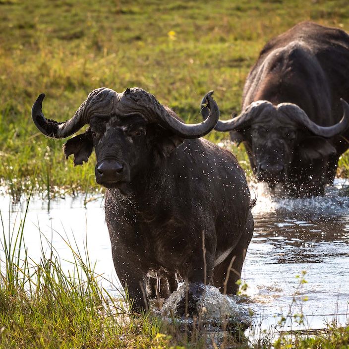 Wilderness Linyanti Tented Camp Botswana Wildlife Buffalo